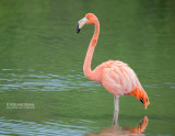 Rode flamingo - Caribbean flamingo - Phoenicopterus ruber