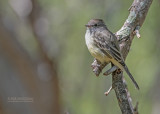 Salvins vliegenpikker - Northern scrub flycatcher - Sublegatus arenarum