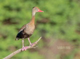 Zwartbuikfluiteend - Black-bellied Whistling Duck - Dendrocygna autumnalis