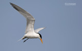 Afrikaanse koningsstern - West African Crested Tern - Thalasseus albididorsalis