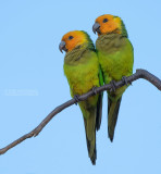 Masparkiet - Brown-throated Parakeet - Eupsittula pertinax xanthogenia