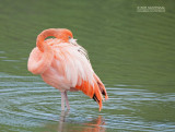 Rode flamingo - Caribbean flamingo - Phoenicopterus ruber