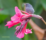 Leigrijze Berghoningkruiper - Slaty Flowerpiercer - Diglossa plumbea plumbea