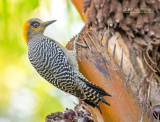 Goudwangspecht - Golden-cheeked Woodpeckers - Melanerpes chrysogenys