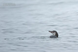 Humboldtpingun - Humboldt penguin - Spheniscus humboldti