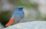 Waterroodstaart - Plumbeous Redstart - Phoenicurus fuliginosus