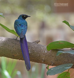 Groene langstaartglansspreeuw - Long-tailed Glossy Starling - Lamprotornis caudatus