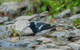 Gevlekte vorkstaart - Spotted Forktail - Enicurrus maculatus