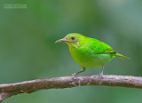 Groene suikervogel - Green Honeycreeper - Chlorophanes spiza