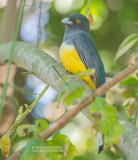 Grijskoptrogon - Citreoline trogon - Trogon citreolus citreolus