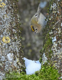 Goudhaan - Goldcrest - Regulus regulus