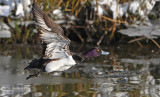 Kuifeend - Tufted duck - Aythya fuligula