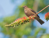 Grays lijster - Clay-colored Thrush - Turdus grayi