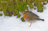 Roodborst - European robin - Erithacus rubecula
