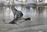 Meerkoet - Coot - Fulica atra