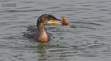 Kuifaalscholver - European shag - Phalacrocorax aristotelis