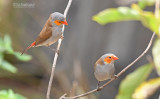 Oranjekaakje - Orange-cheeked Waxbill - Estrilda melpoda