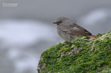 Zwarte Roodstaart - Black Redstart - Phoenicurus ochruros