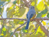 Grijze zijdevliegenvanger - Grey silky-flycatcher - Ptiliogonys cinereus otofuscus