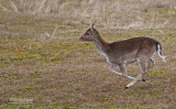 Damhert - Fallow deer - Dama dama