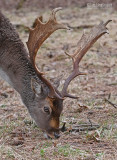 Damhert - Fallow deer - Dama dama