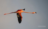 Rode flamingo - Caribbean flamingo - Phoenicopterus ruber