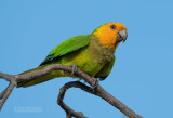 Masparkiet - Brown-throated Parakeet - Eupsittula pertinax xanthogenia