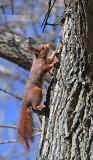 Europese Rode Eekhoorn - Eurasian red squirrel - Sciurus vulgaris