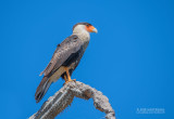 Caracara - Crested Caracara - Caracara cheriway