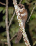 Crossley's Dwergmaki - Crossley's Dwarf Lemur - Cheirogaleus crossleyi