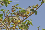 Waaliaduif - Bruce's Green Pigeon - Treron waalia