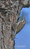 Boomkruiper - sort-toed Treecreeper - Certhia brachydactyla