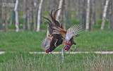 Fazant - Pheasant - Phasianus colchicus