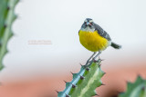 Suikerdiefje - Bananaquit - Coereba flaveola bonairensis