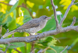 Witoogspotlijster - Pearly-eyed Thrasher - Margarops fuscatus bonairensis