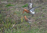 Grutto - Blacktailed Godwit - Limosa limosa