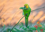 Maïsparkiet - Brown-throated Parakeet - Eupsittula pertinax xanthogenia