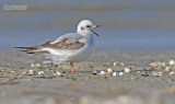Ross' Meeuw - Ross's gull - Rhodostethia rosea