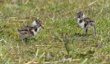 Kievit - Lapwing - Vanellus vanellus