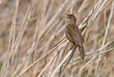 Snor - Savi's warbler - Locustella luscinioides