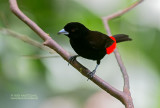 Roodrugtangare - Scarlet-rumped Tanager - Ramphocelus passerinii passerinii
