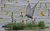 Zwarte Stern - Black Tern - Chlidonias niger