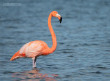 Rode flamingo - Caribbean flamingo - Phoenicopterus ruber