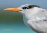 Koningsstern - Royal Tern - Thalasseus maximus