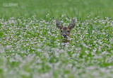 Ree - European Roe Deer - Capreolus capreolus