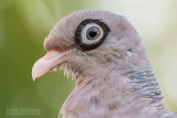 Naaktoogduif - Bare-eyed Pigeon - Patagioenas corensis