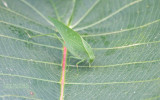 Greater Angle-wing Katydid - Microcentrum rhombifolium