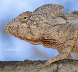Reuzenkameleon - Oustalet's chameleon - Furcifer oustaleti