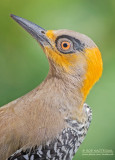 Goudwangspecht - Golden-cheeked Woodpeckers - Melanerpes chrysogenys