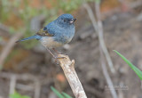 Leigrijze Berghoningkruiper - Slaty Flowerpiercer - Diglossa plumbea plumbea